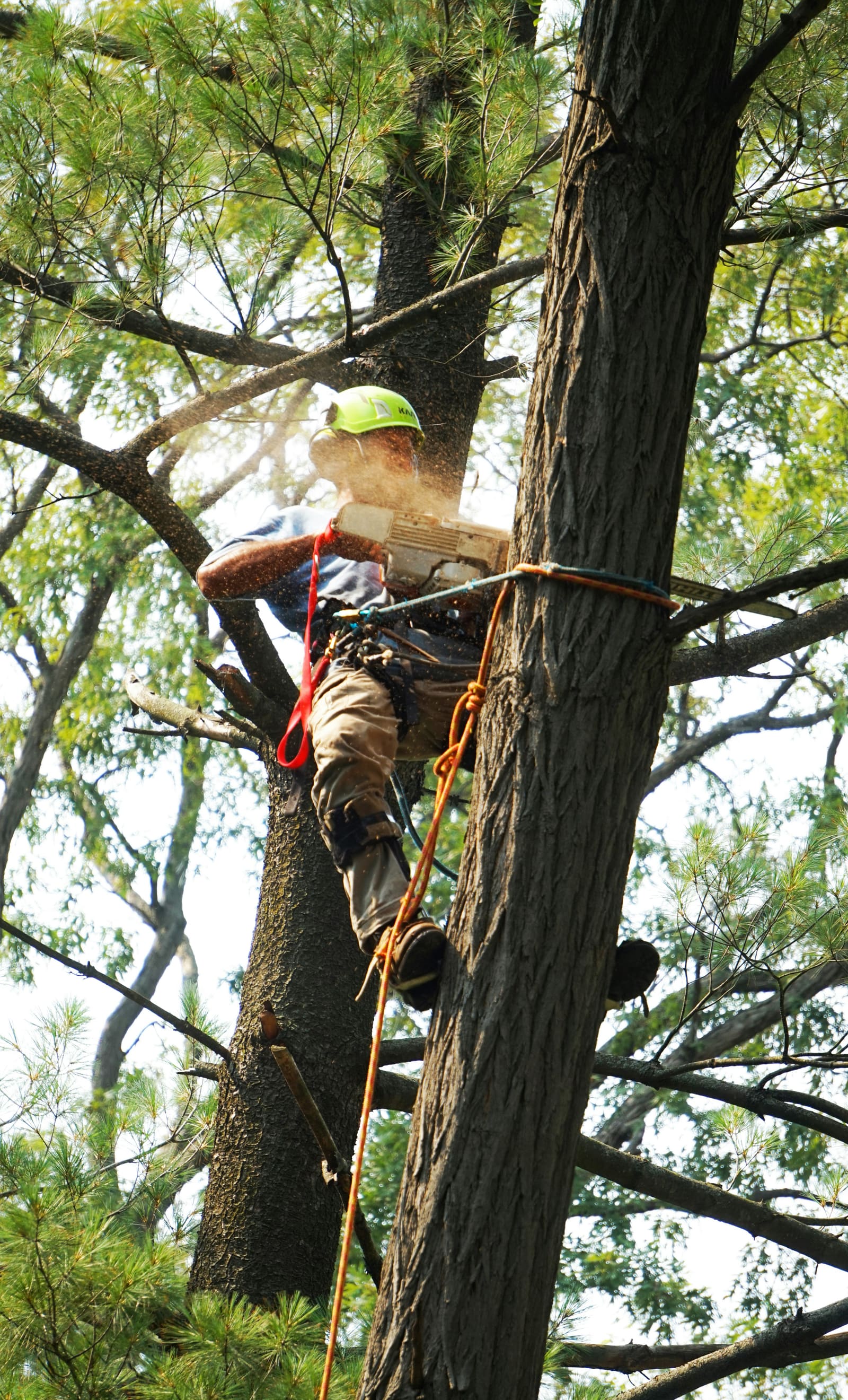An arborist cutting a tree